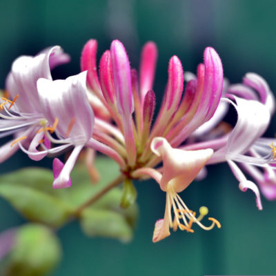 Fleurs De Chèvrefeuilles