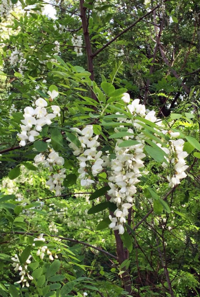 Rhum Fleurs d’Acacia