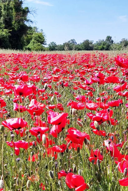 Rhum Coquelicot