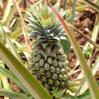 ananas