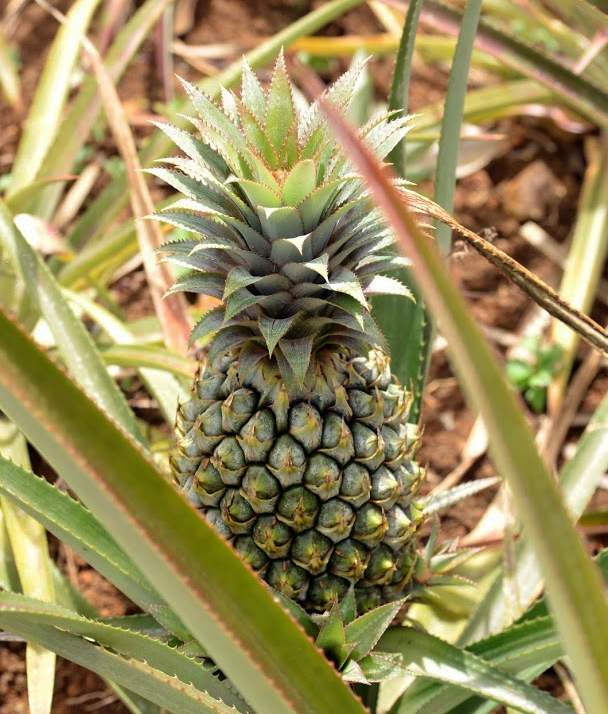 ananas