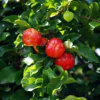 cerise des antilles acerola