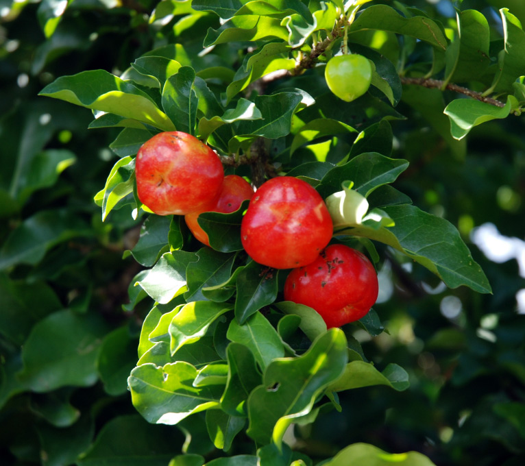 cerise des antilles acerola