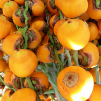 palmier abricot