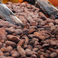 Feve De Cacao