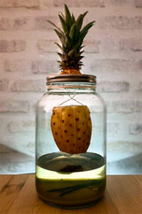 rhum suspendu ananas