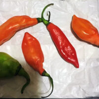 Piment végétarien